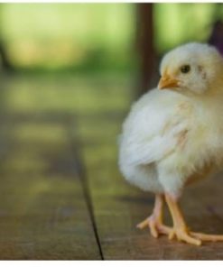 Комбикорм для цыплят от 1 до 7 недель